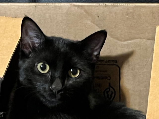Bombay – Chloe needs a home