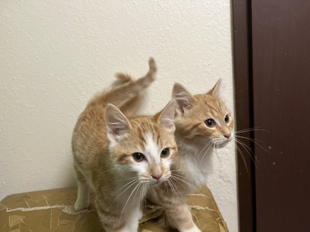 American Shorthair – Looking to rehome my two male cats – Lacey