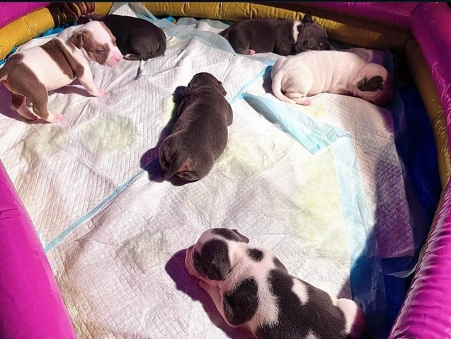 American Bulldog – pocket bully