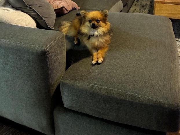 Pomeranian – Friendly 2-Year-Old Pomeranian for Sale in Fort Worth – Fort Worth