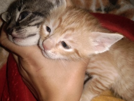 Others - hey kitty 🐈‍⬛ available for adoption in New Delhi