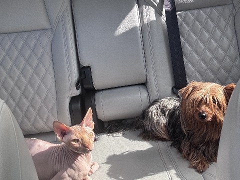 Sphynx – Needs a good home – Oldsmar