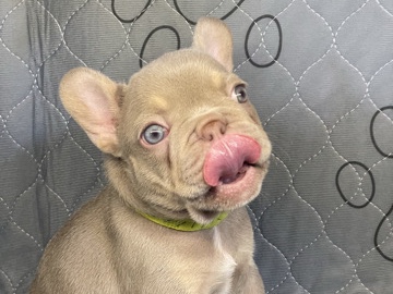 French Bulldog – bulldog francese – Piacenza