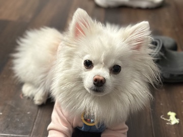 Pomeranian – Pomeranian for sale – Philadelphia