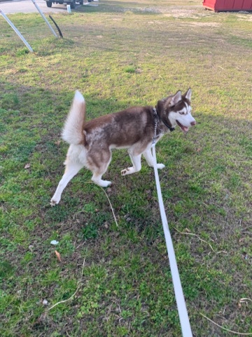 Siberian Husky – Siberian Husky puppy for sale