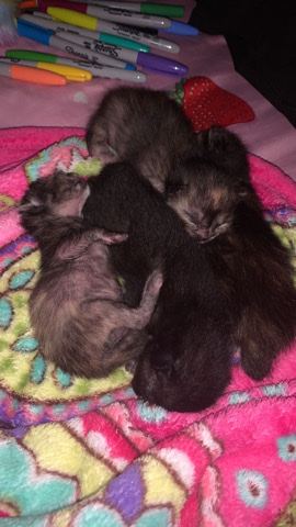 5 4 week old kittens