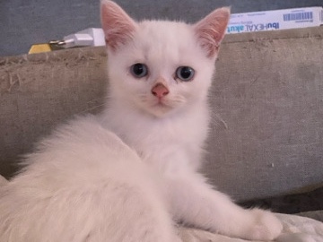 Persian (Modern) – 2 perserkatzen suchen ein neues zuhause 🫶🏼 – Eggenstein-Leopoldshafen