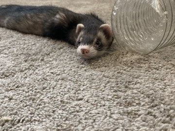 Mr.Mittens! – Winter Park