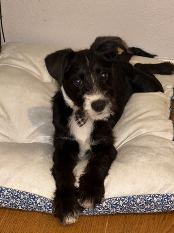Standard Schnauzer – border collie / schnauzer mix puppy