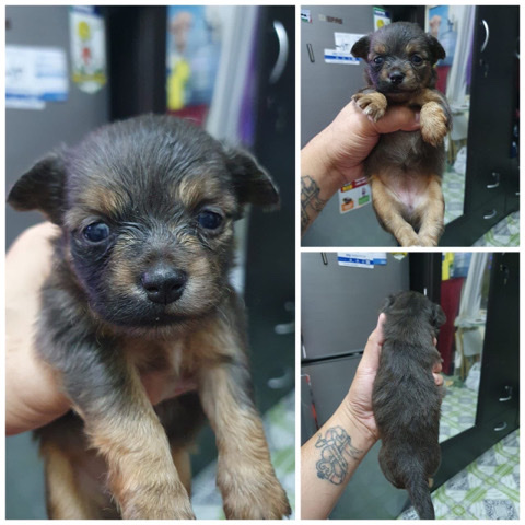 Chihuahua – Chihuahua 1.5months old