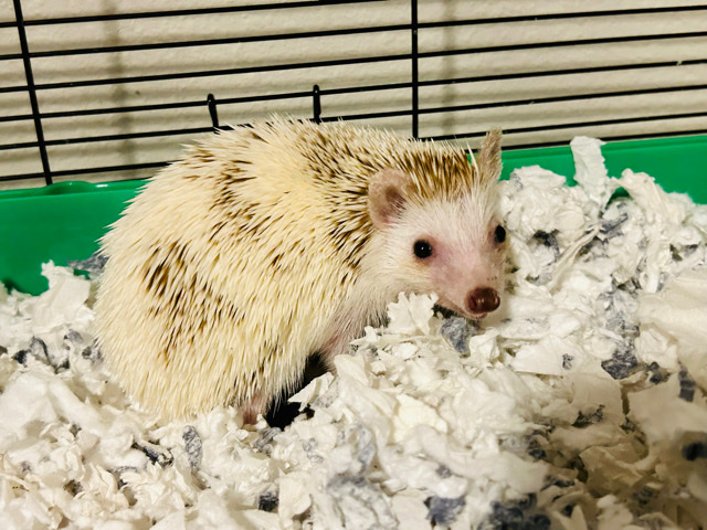 hedgehog – hedgehogs