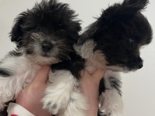 Chihuahua – beautiful chichon puppies for sale – London