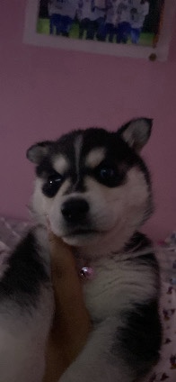 Siberian Husky – Siberian husky