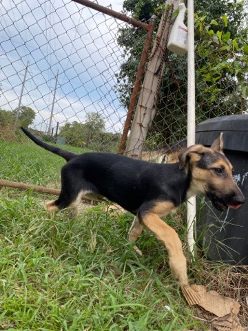 German Shepherd – Pure Bred German Shephard Puppies