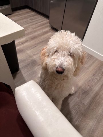 Labrador Retriever – serious inquiries only !