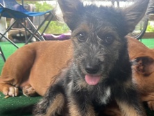 Mixed Breed – Yorkie mix breed – Commerce