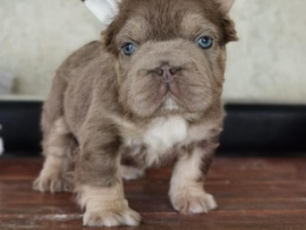 French Bulldog – Tan New Shade Isabella Fluffy Big Rope – Sioux Falls