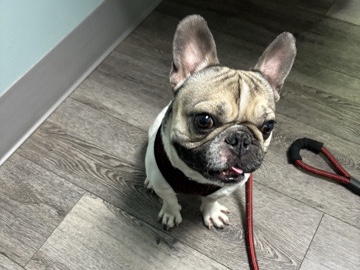 French Bulldog – Frenchie – Seattle