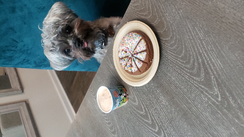 Yorkshire Terrier – 1yr old loved Shorkie