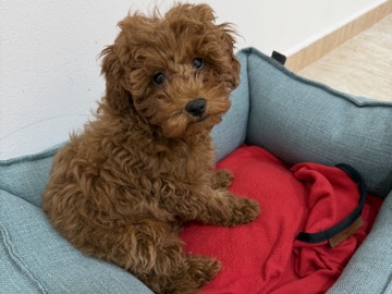 Poodle – pure poodle high quality – Al Ain