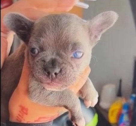 French bulldog pups for sale