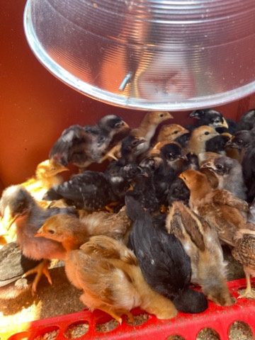 chicks/baby chicks