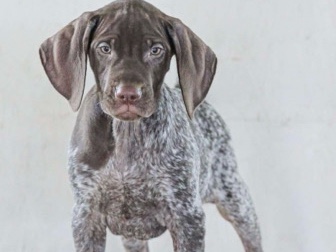 German short haired pointer 