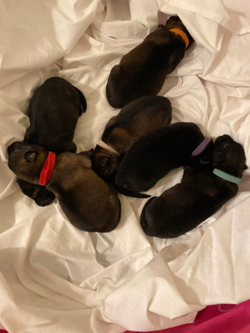 German Shepherd – AKC German Shepherd puppies