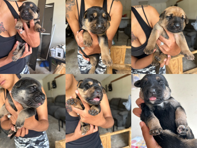Cane Corso – German Corso Puppies