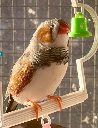 Zebra Finches Aviary Birds