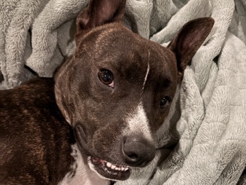 American Staffordshire Terrier – Help Our Foster Find His Home – Stockton