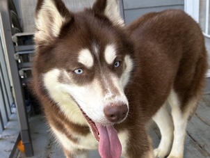 Siberian Husky – Rehoming Female Husky
