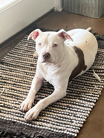 American Pit Bull Terrier – Emergency Rehome