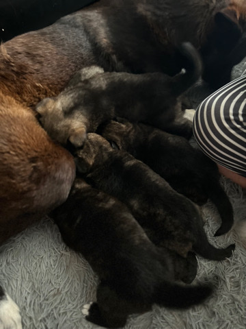 American Akita \german shepherd