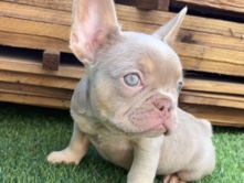 French Bulldog – French bull dog puppies – Leeds