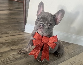 French Bulldog – Frenchie Puppies!!