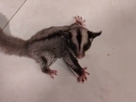 Sugar Glider – شوقر قلايدر او سنجاب طائر – الطائف