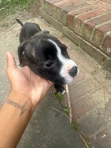 Female Bully/Boxer Mix