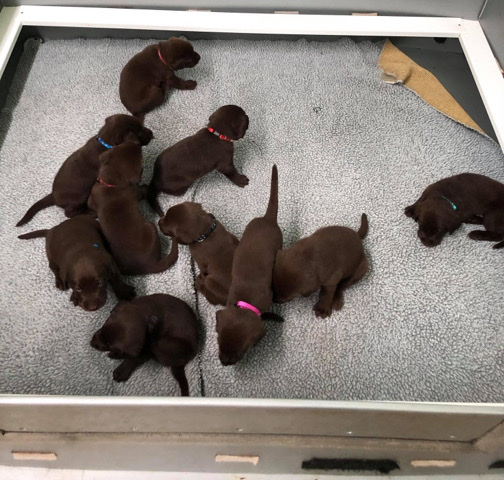 Adorable Chocolate Labrador Pups - KC Reg