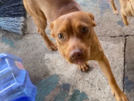 A Bittersweet Goodbye: Hoping for a Loving Home – Stafford