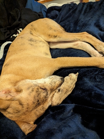 Labrador Husky – husky greyhound