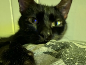Bombay – Sweet Bombay Cat for Adoption – 5 Years Old – South Bend