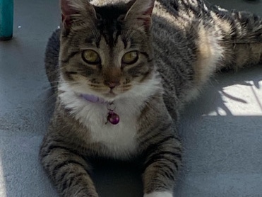 Eleanor “Ellie” looking for new home – Sebring