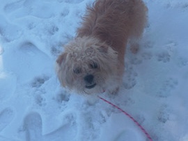 Shih Poo – A home for Big Boy – High Point