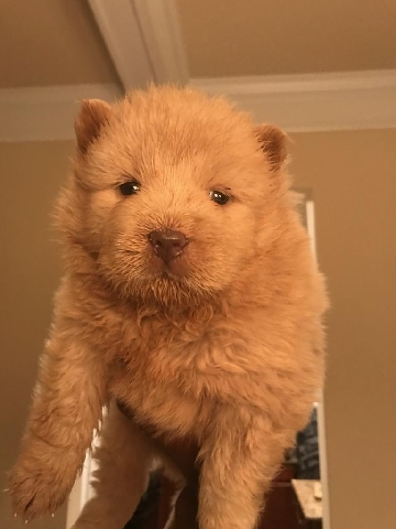 Chow Chow – Reds