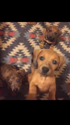 Weimaraner – free weiner dog/ weimaraner puppies! connersville