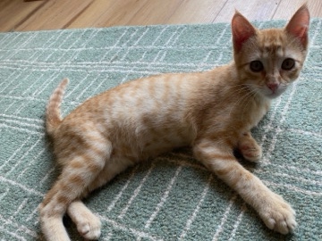 Friendly 4-Month-Old Kitten for Adoption – Rogers – Rogers