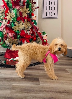 Mini goldendoodle
