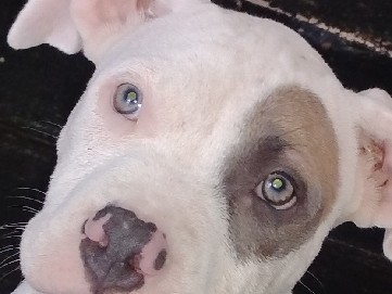 American Pit Bull Terrier – American Pit Bull Terrier Puppy for Sale – 13 Weeks Old in Little Rock – Little Rock