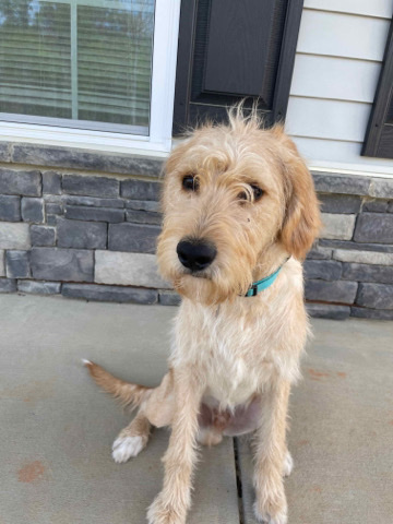 F1 labradoodle for sale